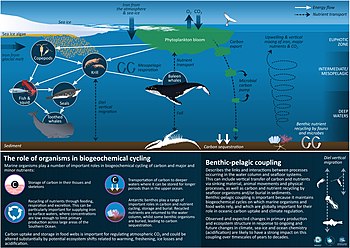 Some roles of marine organisms in biogeochemical cycling in the Southern Ocean Role of marine organisms in biogeochemical cycling.jpg