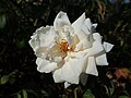 * Nomination Rose cultivar 'Ilse Krohn Superior'. --Salicyna 10:53, 14 December 2018 (UTC) * Decline  Oppose Out of focus. Sorry. --Ermell 16:40, 14 December 2018 (UTC)