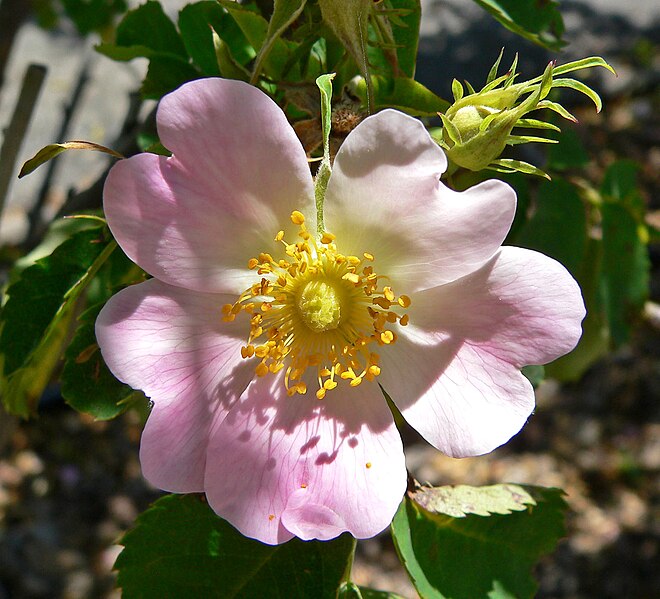 File:Rosa Lucy Bertram 1.jpg