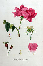 Rosa gallica, 1853