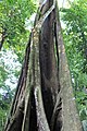 Rosales - Ficus aurea - 9.jpg