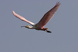 Roseate Spoonbill, NPS Photo, Rodney Cammauf (8720081919).jpg