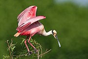 Roseate Spoonbill (Texas).jpg