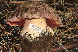 <i>Rubroboletus haematinus</i> Species of fungus