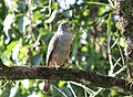 Rufous-thighed kite