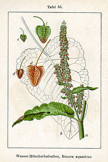 Rumex aquaticus Sturm56.jpg