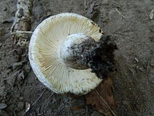 Russula anatina (1) .jpg