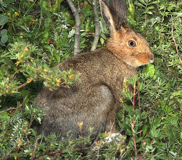 Snowshoe hare in a dense shrub layer