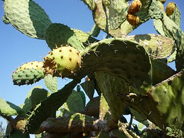 Prickly pear cactus, known in Israel as "tsabar"