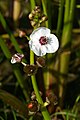 Sagittaria sagittifolia (Pfeilkraut) [D]