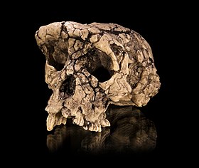 Crânio de Sahelanthropus tchadensis, considerado o fóssil mais antigo de Hominini.