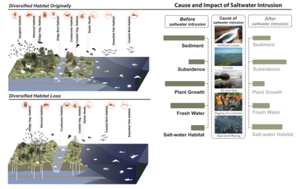 Cause and impact of saltwater intrusion Salt water intrusion wikipedia2.png