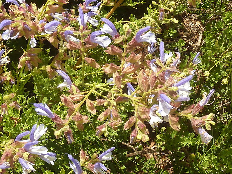 File:Salvia chamelaeagnea, blomme, Manie van der Schijff BT, b.jpg
