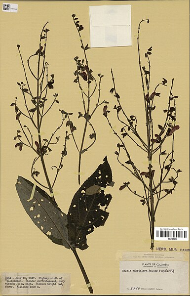 File:Salvia rubriflora.jpg