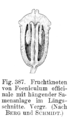 Hängende Samenanlage