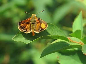 Sandhill Skipper at Lily Lake (14872090660).jpg