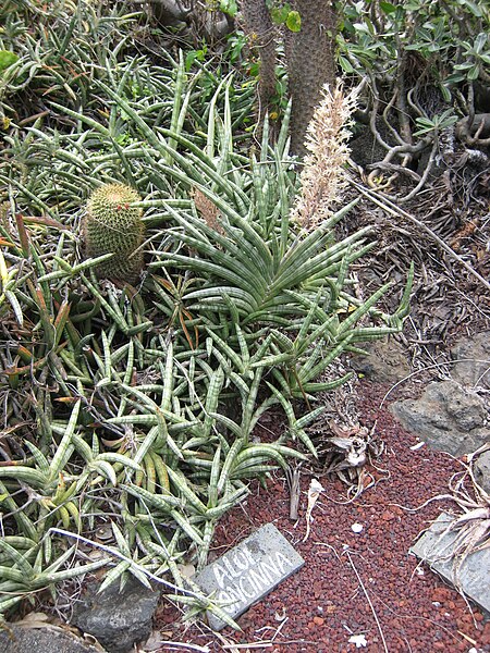 File:Sansevieria suffruticosa 'Frosty Spears' - Parc Exotica.jpg