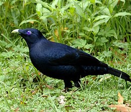 Violetinio palapinuko (Ptilonorhynchus violaceus) patinėlis