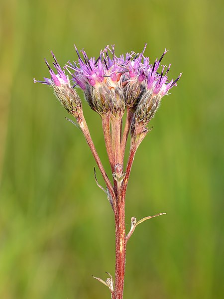 Saussurea_nepalensis