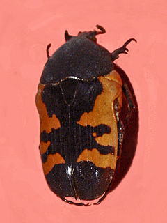 <i>Polybaphes sanguinolenta</i> Species of beetle