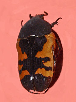 Scarabaeidae - Polybaphes sanguinolenta.jpg
