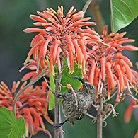 female C. s. lamperti, Kenya