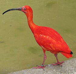 Scarlet ibis arp.jpg