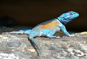 Minor Spiny Lizard (Sceloporus minor) in-situ, Tamaulipas, Mexico (4 October 2008)