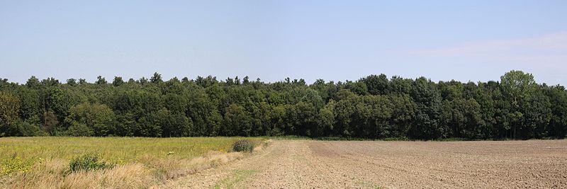 File:Schattendorf - Huegelgräberfeld Haidspitzwald, Panorama (01).jpg