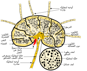 Schematic of lymph node showing lymph sinuses-ar.svg