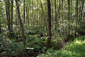 Schleswig-Holstein, Hohenfelde, Landschaftsschutzgebiet Hohenfelder Moor NIK 7051.JPG