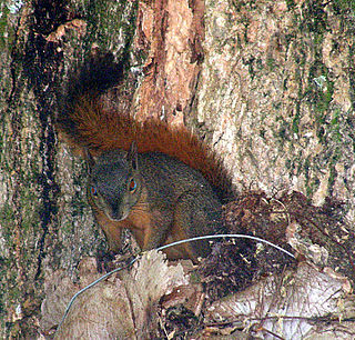 <span class="mw-page-title-main">Northern Amazon red squirrel</span> Species of rodent