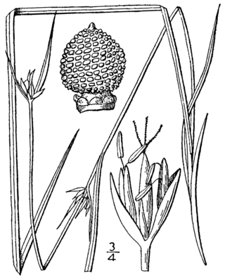 <i>Scleria pauciflora</i> Species of grass-like plant