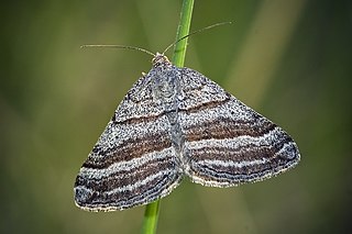 <i>Scotopteryx coarctaria</i> Species of moth