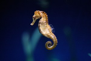 SeahorseHippocampus.jpg