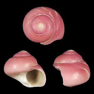 <i>Homalopoma imberculi</i> Species of gastropod