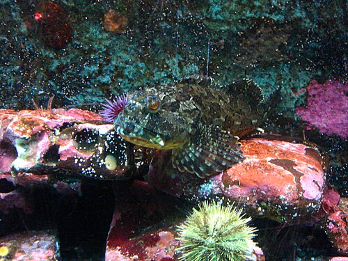 Seattle Aquarium