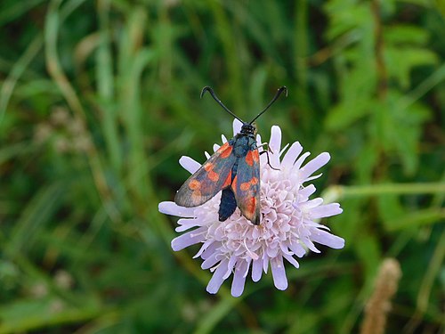 Zygaena filipendulae