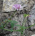 * Nomination Purple crown vetch (Securigera varia) --Robert Flogaus-Faust 12:07, 12 January 2024 (UTC) * Promotion  Support Good quality. --Plozessor 05:46, 13 January 2024 (UTC)