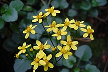 Senecio anglatus 003.jpg