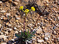 Jacobaea auricula