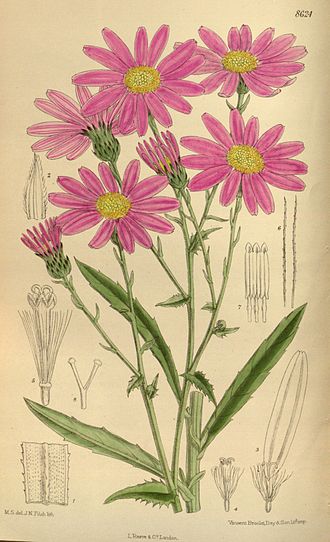 Botanical illustration Senecio glastifolius 141-8624.jpg