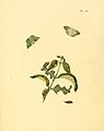 16. Phalaena pigraria (= Tachyphyle pigraria)