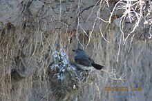 A nest built on a river bank Serpophaga nigricans 253291818.jpg