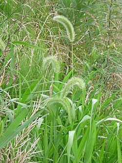 Setaria viridis