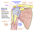 Schéma de l'articulation de l'épaule (vue antérieure).