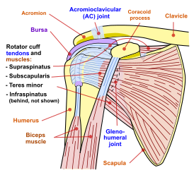 Shoulder joint.svg