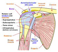 Shoulder joint.svg