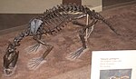 Sinopa grangeri - Nationalmuseet för naturhistoria - IMG 2008.JPG