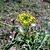 Sisymbrium irio flower.JPG